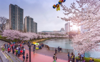 Lịch hoa anh đào nở ở Hàn Quốc 2023 