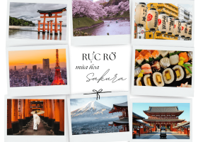 RỰC RỠ SẮC HOA ANH ĐÀO 2026