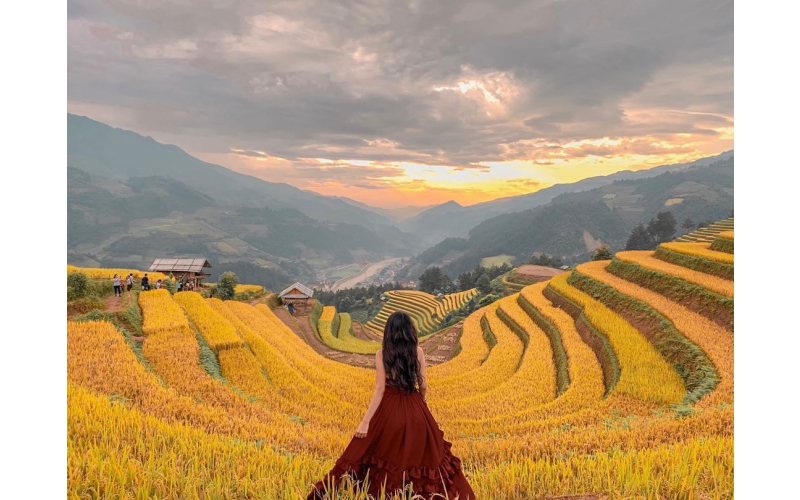 MÙ CANG CHẢI MÙA LÚA CHÍN