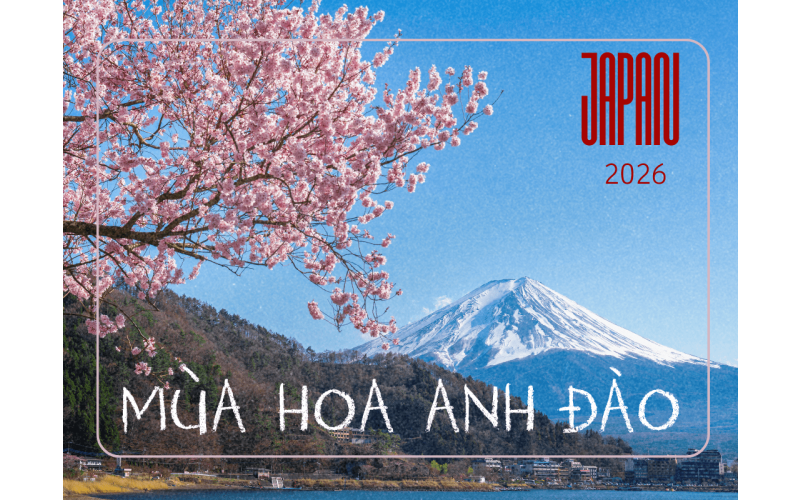 NGẮM HOA ANH ĐÀO (SAKURA) 2026